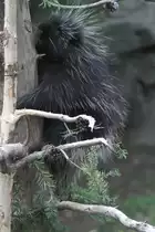 Urson oder Porcupine (Erethizon dorsatum) am 18.9.2010 im Zoo Sauvage de Saint-F�licien,QC.