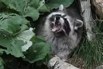 G�hnender Waschb�r (Procyon lotor) am 18.9.2010 im Zoo Sauvage de Saint-F�licien,QC. 