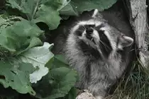 Zahnprobleme? Waschb�r (Procyon lotor) am 18.9.2010 im Zoo Sauvage de Saint-F�licien,QC. 