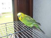 Mein ser Welli Pucki, am 01.11.2010.