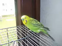 Mein s��er Welli Pucki, am 01.11.2010.