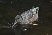 Nordamerikanische Pfeifente (Anas americana) am 18.9.2010 im Zoo Sauvage de Saint-F�licien,QC. 