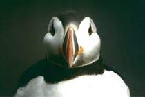 Der Clown der L�fte. Die posierlichen V�gel sehen nicht nur so aus, sie verhalten sich zum Teil auch so. Sie zu beobachten ist einen gro�e Freude. Papageitaucher am Rundebrandet in Norwegen.