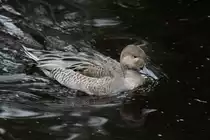 Spie�ente (Anas acuta) am 18.9.2010 im Zoo Sauvage de Saint-F�licien,QC.