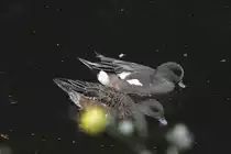 Nordamerikanische Pfeifente (Anas americana) am 18.9.2010 im Zoo Sauvage de Saint-F�licien,QC.
 
