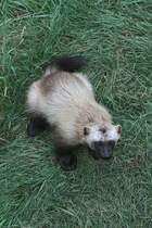 Vielfra (Gulo gulo) am 18.9.2010 im Zoo Sauvage de Saint-Flicien,QC.