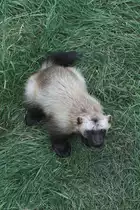 Vielfra� (Gulo gulo) am 18.9.2010 im Zoo Sauvage de Saint-F�licien,QC.