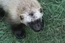 Vielfra� (Gulo gulo) am 18.9.2010 im Zoo Sauvage de Saint-F�licien,QC.