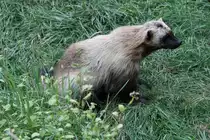Vielfra� (Gulo gulo) am 18.9.2010 im Zoo Sauvage de Saint-F�licien,QC.
