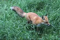 Rotfuchs (Vulpes vulpes) am 18.9.2010 im Zoo Sauvage de Saint-F�licien,QC.
