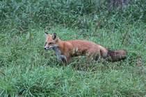 Rotfuchs (Vulpes vulpes) am 18.9.2010 im Zoo Sauvage de Saint-Flicien,QC.