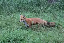 Rotfuchs (Vulpes vulpes) am 18.9.2010 im Zoo Sauvage de Saint-F�licien,QC.