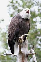 Schreiender Weikopfseeadler (Haliaeetus leucocephalus) am 18.9.2010 im Zoo Sauvage de Saint-Flicien,QC