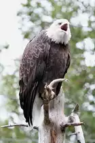 Schreiender Wei�kopfseeadler (Haliaeetus leucocephalus) am 18.9.2010 im Zoo Sauvage de Saint-F�licien,QC