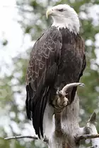 Wei�kopfseeadler (Haliaeetus leucocephalus) am 18.9.2010 im Zoo Sauvage de Saint-F�licien,QC