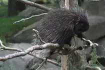 Urson (Erethizon dorsatum) am 18.9.2010 im Zoo Sauvage de Saint-F�licien,QC.