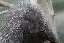 Urson (Erethizon dorsatum) am 18.9.2010 im Zoo Sauvage de Saint-F�licien,QC.