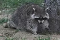 Waschb�r (Procyon lotor) am 18.9.2010 im Zoo Sauvage de Saint-F�licien,QC. 