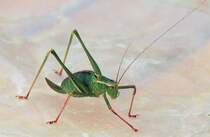 Grash�pfer zu Besuch - 01.08.2008