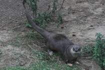 Nordamerikanischer Fischotter (Lontra canadensis) am 18.9.2010 im Zoo Sauvage de Saint-Flicien,QC.