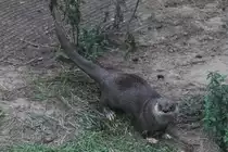 Nordamerikanischer Fischotter (Lontra canadensis) am 18.9.2010 im Zoo Sauvage de Saint-F�licien,QC.