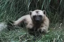 Vielfra� (Gulo gulo) am 18.9.2010 im Zoo Sauvage de Saint-F�licien,QC.