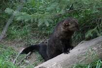 Fischermarder oder auch Pekan genannt (Martes pennanti) am 18.9.2010 im Zoo Sauvage de Saint-Flicien,QC.