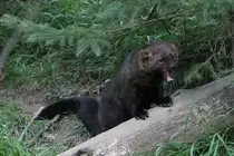 Fischermarder oder auch Pekan genannt (Martes pennanti) am 18.9.2010 im Zoo Sauvage de Saint-F�licien,QC.