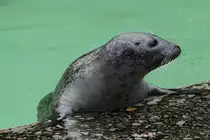 Seehund (Phoca vitulina) am 18.9.2010 im Zoo Sauvage de Saint-F�licien,QC.