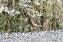 Pazifischer Wasserpieper (Anthus rubescens) am 19.9.2010 in der Region James Bay in Qu�bec. Diese Spezies br�tet in der Tundra und war auf dem Weg ins Winterquartier in die s�dliche USA oder nach Mexico.