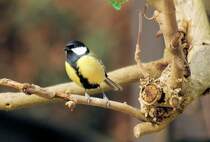 Meise mit leichter Schr�glage unter`m Meisenkn�del - 23.03.2008