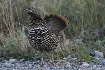 Henne eines Tannenhuhnes (Dendragapus canadensis) am 19.9.2010 in der Region Abitibi im Nordosten von Ontario. Das Vebreitungsgebiet dieses Tieres sind die Nadelw�lder Alaskas und Kanadas.