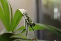 Cham�leonbaby wurde in der Wilhelma in Stuttgart am 15.05.2010 um 11:36 Uhr aufgenommen