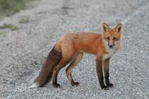 Rotfuchs (Vulpes vulpes) am 19.9.2010 in der Region Abitibi im Nordosten von Ontario.