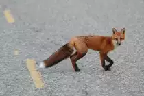 Rotfuchs (Vulpes vulpes) am 19.9.2010 in der Region Abitibi im Nordosten von Ontario.