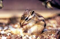 Streifenh�rnchen bei der Mahlzeit (Scan vom Dia) 