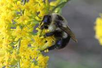 Common Eastern Bumble Bee (Bombus impatiens) am 29.10.2010 bei Milton,Ontario.