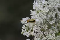 Striped cucumber beetle  Gestreifer Gurkenk�fer  (Acalymma vittatum) am 29.10.2010 bei Milton,Ontario.