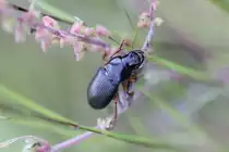 Laufk�fer Agonum nutans am 29.10.2010 bei Milton,Ontario.