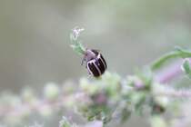 White-striped leaf beetle (Zygogramma suturalis) am 29.10.2010 bei Milton,Ontario. Diese Kfer sind auf Ambrosia-Pflanzen spezialisiert und wurden auch schon versuchsweise zur Bekmpfung eingesetzt.