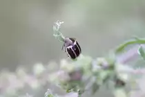 White-striped leaf beetle (Zygogramma suturalis) am 29.10.2010 bei Milton,Ontario. Diese K�fer sind auf Ambrosia-Pflanzen spezialisiert und wurden auch schon versuchsweise zur Bek�mpfung eingesetzt.