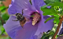 Hummel voll mit Bl�tenstaub - 24.07.2010