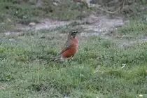Wanderdrossel (Turdus migratorius) am 25.9.2010 im Toronto Zoo.