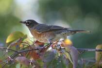 Wanderdrossel (Turdus migratorius) am 25.9.2010 im Toronto Zoo.