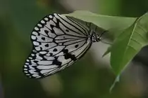 Wei�e Baumnymphe (Idea leuconoe) am 25.9.2010 im Toronto Zoo.