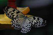 Weie Baumnymphe (Idea leuconoe) am 25.9.2010 im Toronto Zoo.