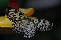 Wei�e Baumnymphe (Idea leuconoe) am 25.9.2010 im Toronto Zoo.