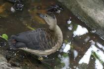 Zwergpfeifgans (Dendrocygna javanica) am 25.9.2010 im Toronto Zoo.