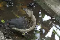 Zwergpfeifgans (Dendrocygna javanica) am 25.9.2010 im Toronto Zoo.