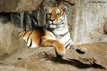 Der sibirischer Tiger oder auch Amurtiger ist die grte Unterart des Tigers.